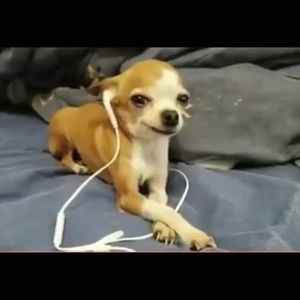 Meet your Posher, Adriana